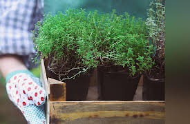 The Science of Gardening: Plant Selection: Function and Form