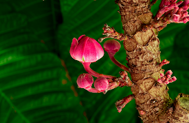 Kingdom of Plants: Solving the Secrets