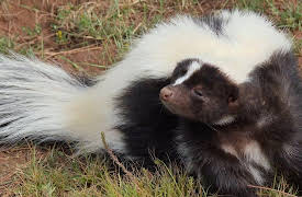 Animal Armory Season 1: Ejection Odor