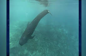 Sea Rescue: Sea Rescue - Special Delivery