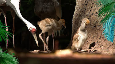 10:35: Elefant, Tiger & Co. (356) | MDR Fernsehen | 4/10 2026