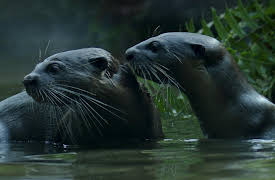 Otter Dynasty: A Gathering Storm