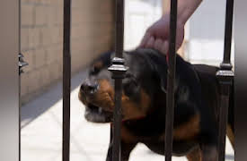 Cesar 911 Season 1: Attack Dogs