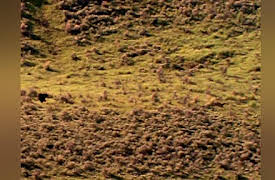 Hunter and Hunted Season 1: Kodiak Attack