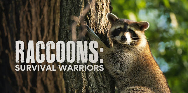 Raccoons: Survival Warriors (2026)
