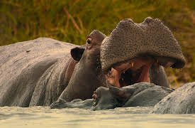 Big Beasts: The Hippo