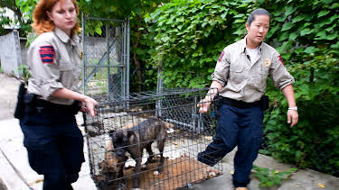 07:00: Animal Cops Philadelphia (S12 E1) (S12) | Animal Planet | 2/15 2026