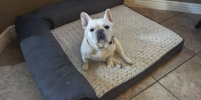 07:40: Bad Dog (S3 E7) (S3) | Animal Planet | 12/12 2025