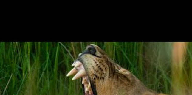 11:00: Safari letal: Morder vs. luchar | Nat Geo Wild | 2/12 2026