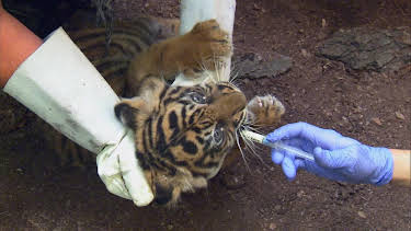 05:45: Giraffe, Erdmännchen & Co. (217) | HR Fernsehen | 4/20 2026