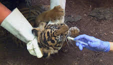 Giraffe, Erdmännchen & Co. (217)