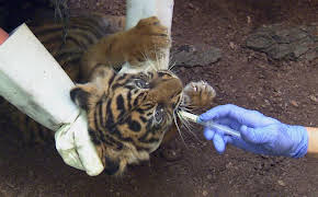 Giraffe, Erdmännchen & Co. (217)