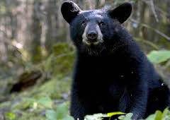 The Bear Family and Me