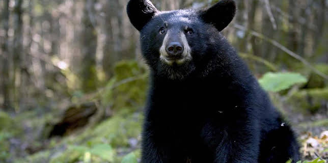 11:50 AM: The Bear Family and Me | BBC Two | 11/29 2025