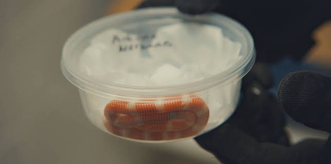 23:10: Border Patrol USA - Einsatz an Mexikos Grenze | ProSieben Maxx | 1/4 2026