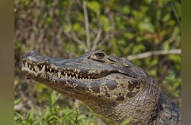 Coyote Peterson: Brave the Wild Season 1: Realm of the Caiman
