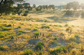 Meerkat Manor: Rise of the Dynasty, Season 1: Hell and High Water