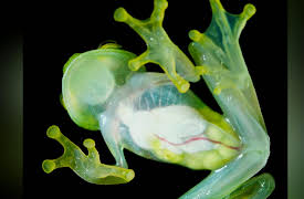 Secrets of the Rainforest: Translucent Wonders