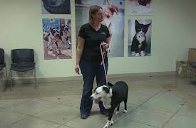 Animal Cops: Phoenix: Episode 8