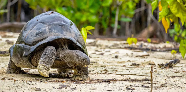 15:15: Expeditionen ins Tierreich | Radio Bremen | 3/15 2026