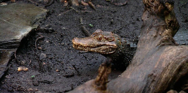 14:25: Elefant, Tiger & Co. (223) | MDR Fernsehen | 1/5 2026