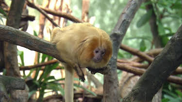 05:55: Giraffe, Erdmännchen & Co. (224) | HR Fernsehen | 4/29 2026