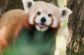 72 animales peligrosos: Asia: Episode 6