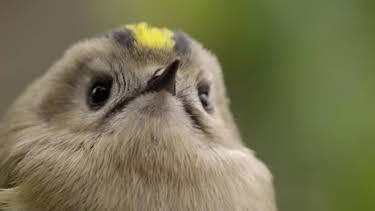 07:10: Das kleine 1x1 der Artenkunde | HR Fernsehen | 5/4 2026