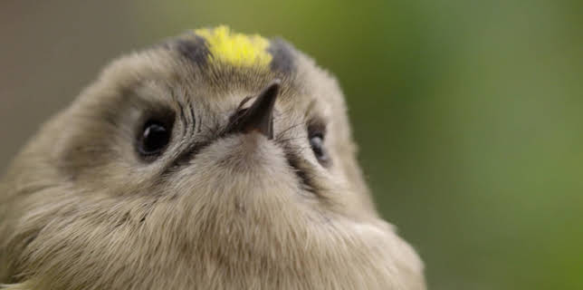 06:35: Das kleine 1x1 der Artenkunde | HR Fernsehen | 12/11 2025