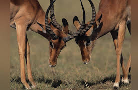 Zoology: Understanding the Animal World: Herbivore Mammals: Ruminants and Runners