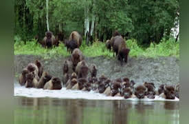 Built for the Kill Season 1: Wolf