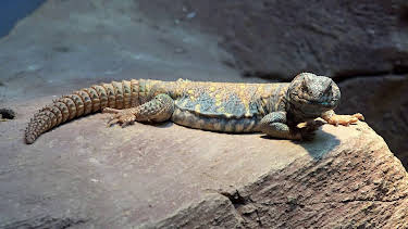 01:00: Scaled (S1 E7) (S1) | Animal Planet | 2/14 2026