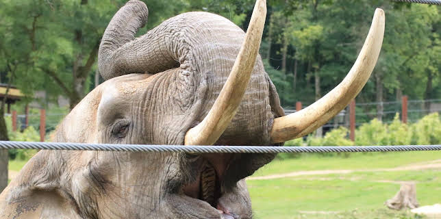 05:50: Giraffe, Erdmännchen & Co. (174) | HR Fernsehen | 2/16 2026