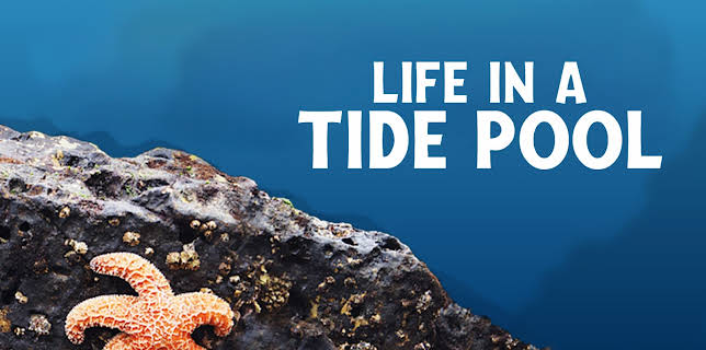 Life In A Tide Pool