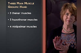 How We Move: The Gross Anatomy of Motion: The Hand and How It Works