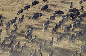 Race of Life: Defenses