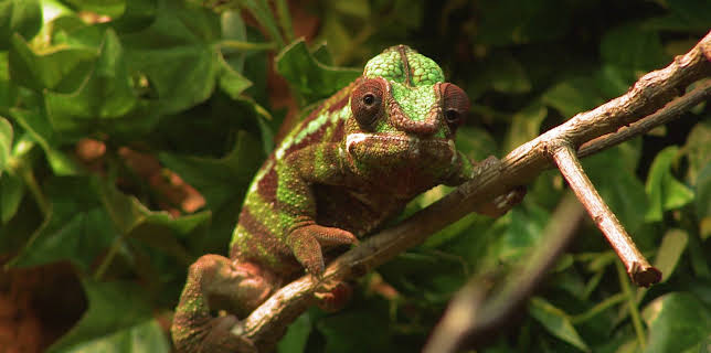 17:25: Dyrepasserne | TV 2 | 11/11 2025