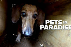 Pets in Paradise TV: Momma Dog