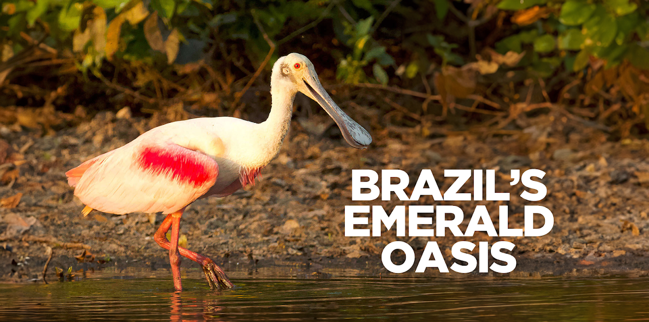 Brazil's Emerald Oasis (2020)