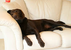 Bad Dog