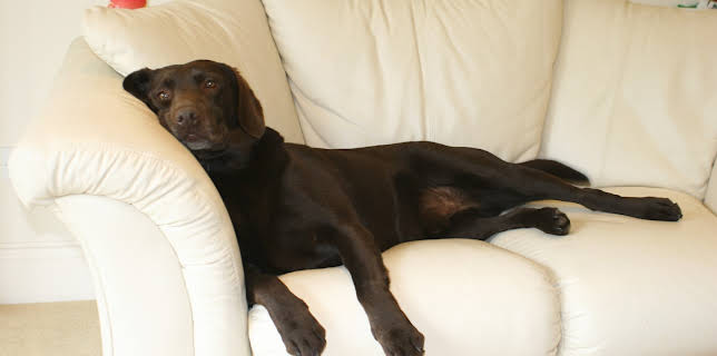 23:00: Bad Dog (S3 E5) (S3) | Animal Planet | 12/2 2025