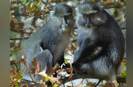 Land Of Primates: Wanderers of the Lost Forest