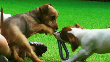 16:25: Hundehuset: Bobo og Lenny | NRK 2 | 4/24 2026