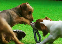 Hundehuset: Bobo og Lenny