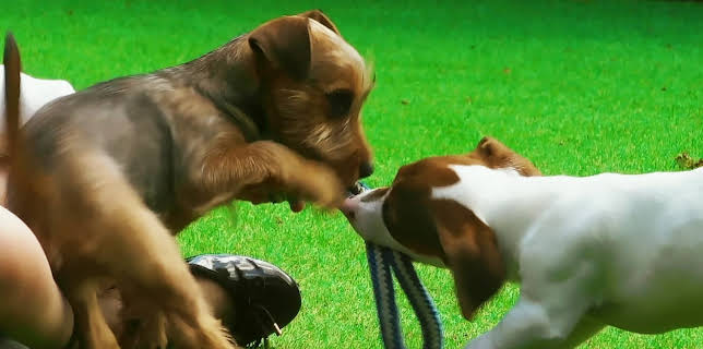 20:50: Hundehuset: Bobo og Lenny | NRK 2 | 1/9 2026