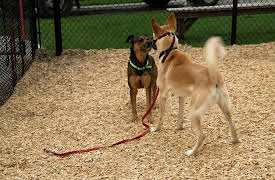 Dog Tales Rescue: Mind Your Manners