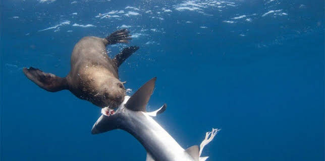 21:10: Shark vs. Predator | ProSieben Maxx | 12/25 2025