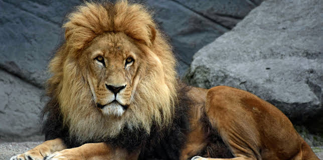 11:00: Leopard, Seebär & Co | BR Fernsehen | 11/5 2025