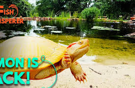 The Fish Whisperer: Lemon Is Back!