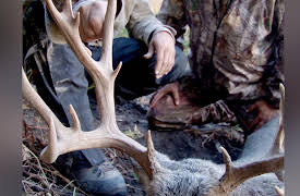 Extreme Outer Limits: High country Mule Deer